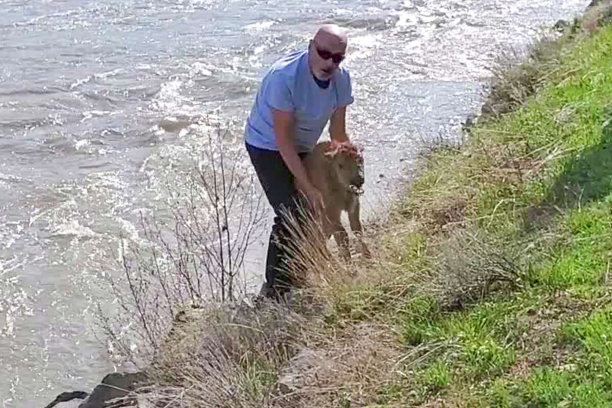 The man in this photo encountered a baby bison calf at Yellowstone National Park and as a result it was rejected by its herd and put to death. 