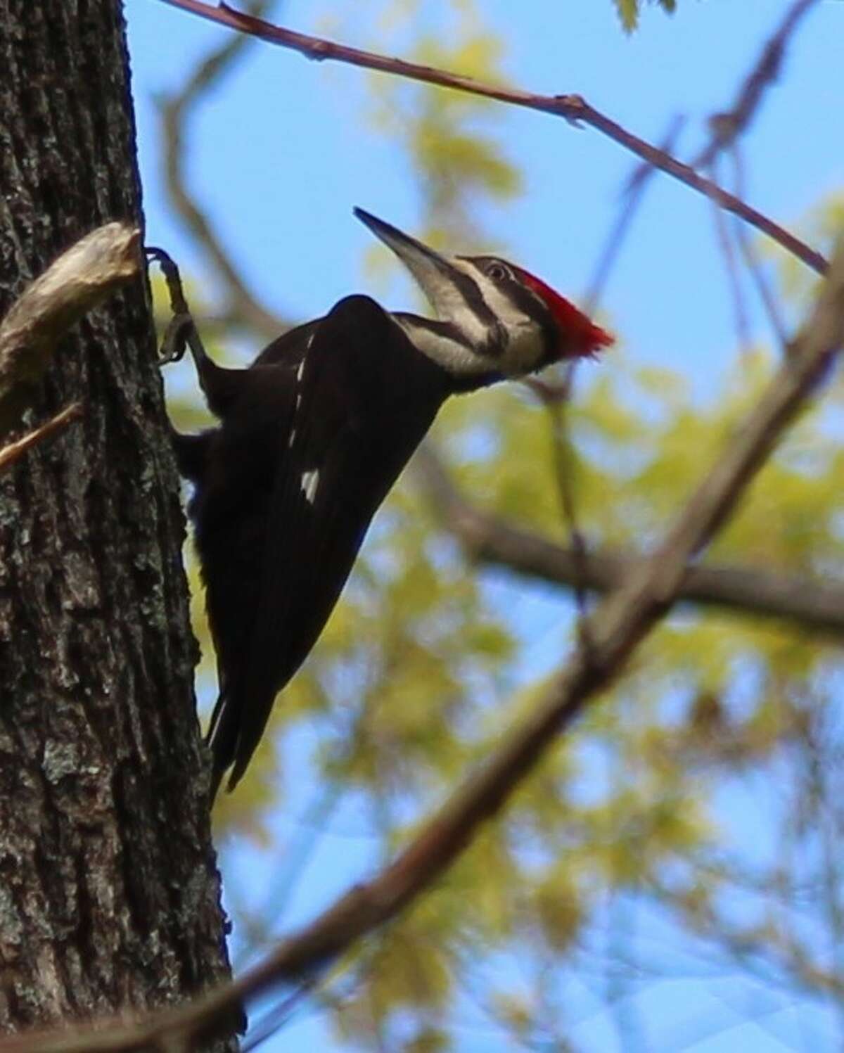 How birds and bird-watchers are thriving in Hartford green spaces