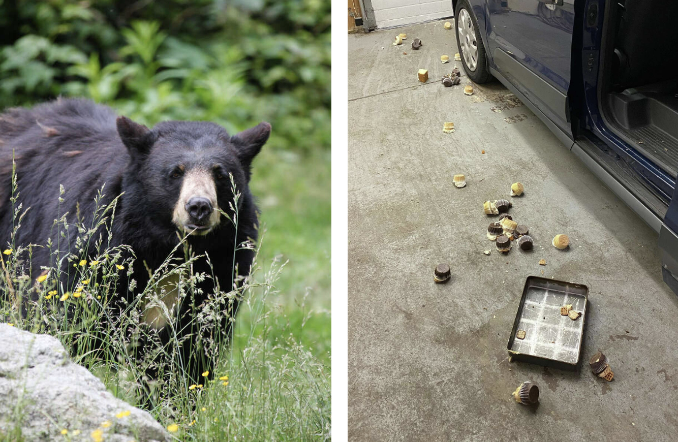 Bear entered CT bakery, destroyed cupcakes, charged at employee - Vimarsana News