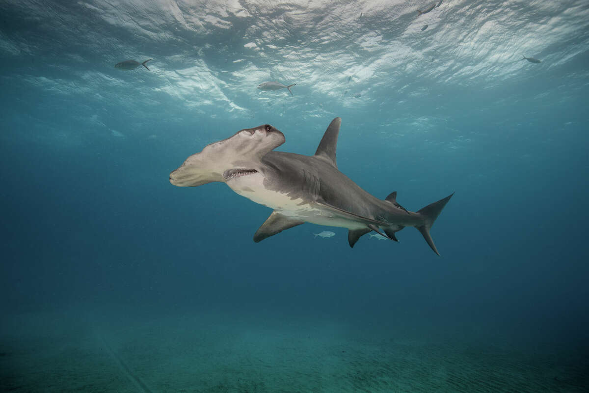 Enorme tiburón martillo atrapado nadando en aguas poco profundas en Galveston