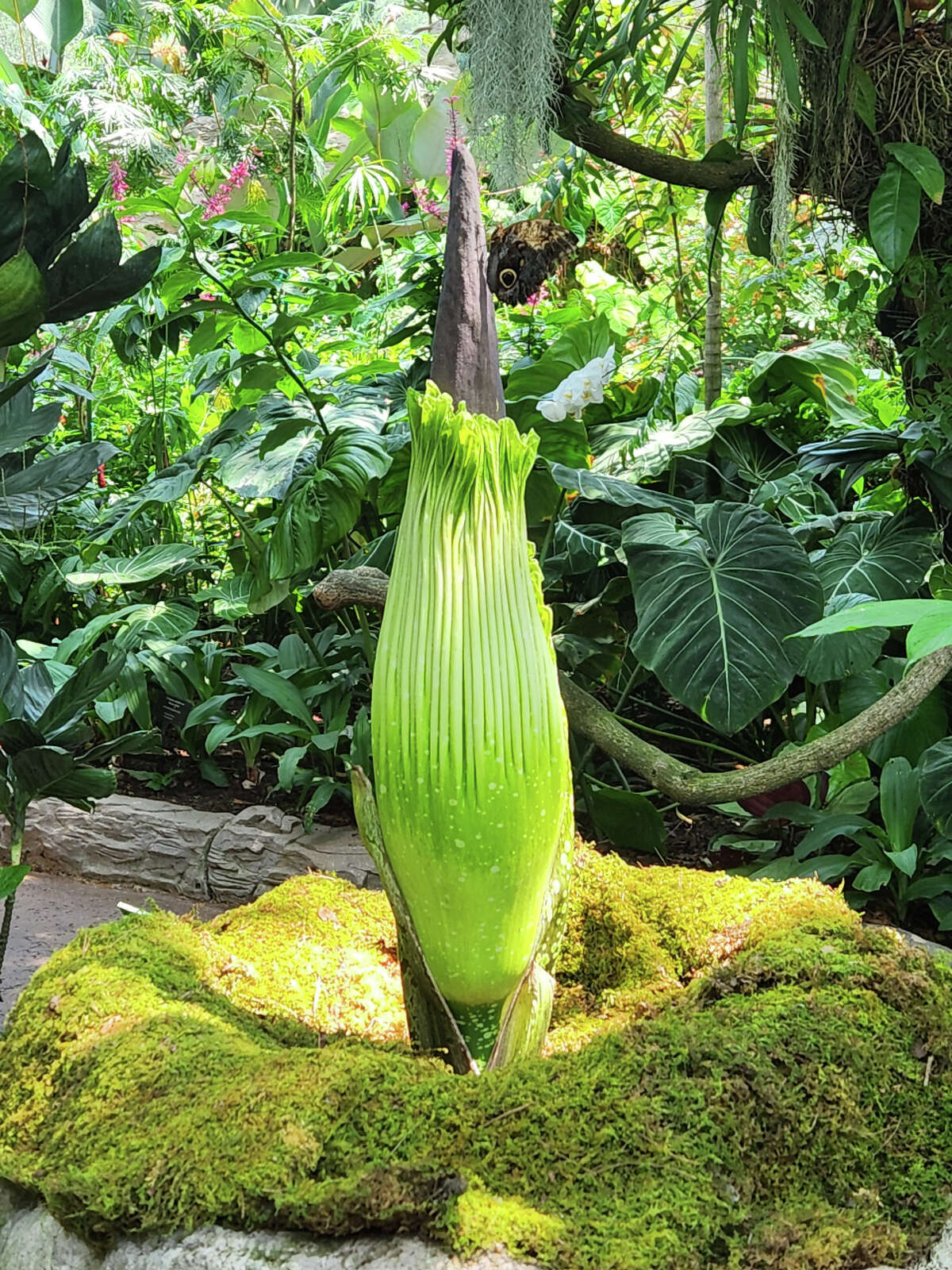 Corpse flower lands at Houston museum could bloom in next week