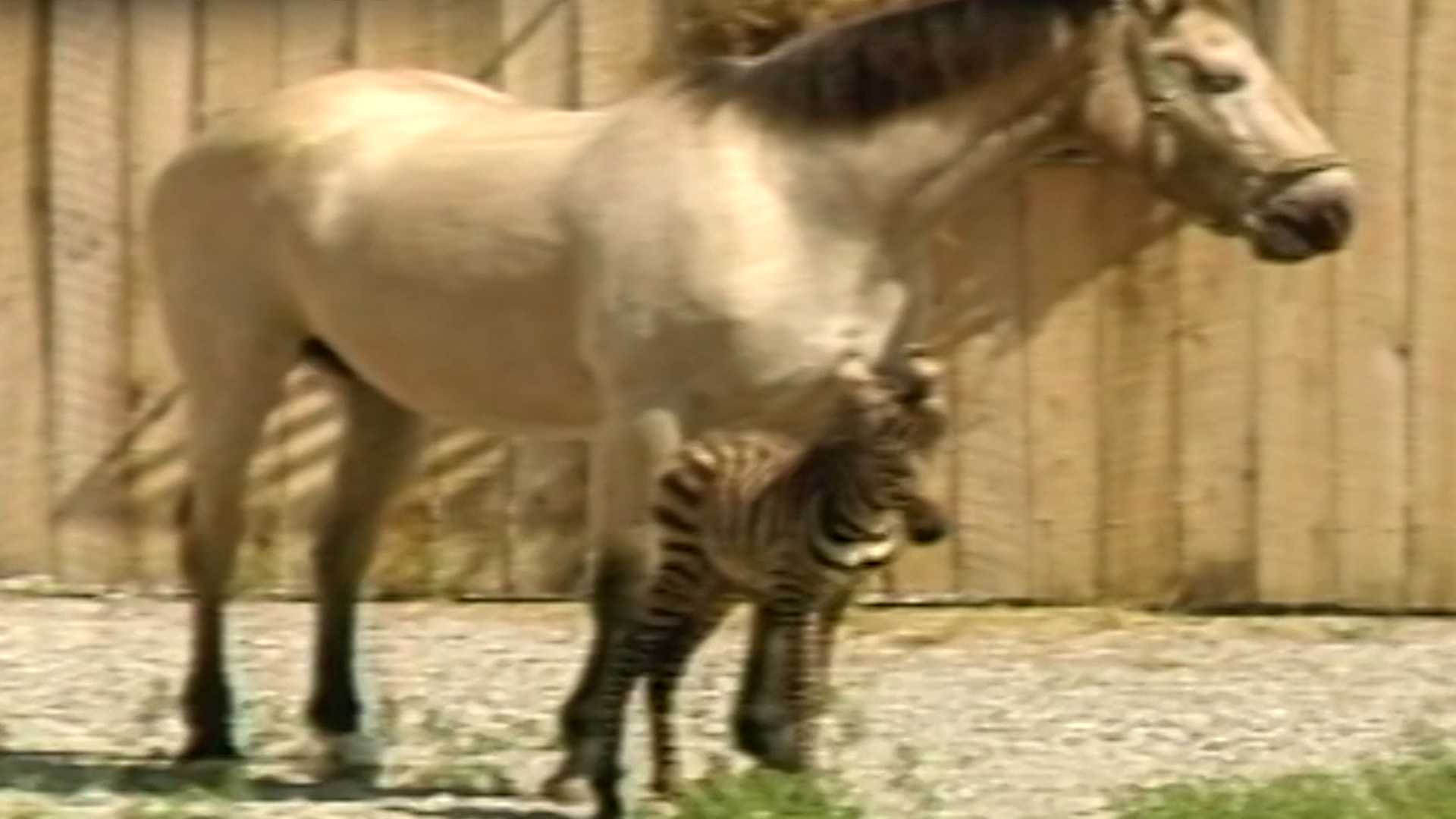 Watch Horse Gives Birth To Zebra In 1984