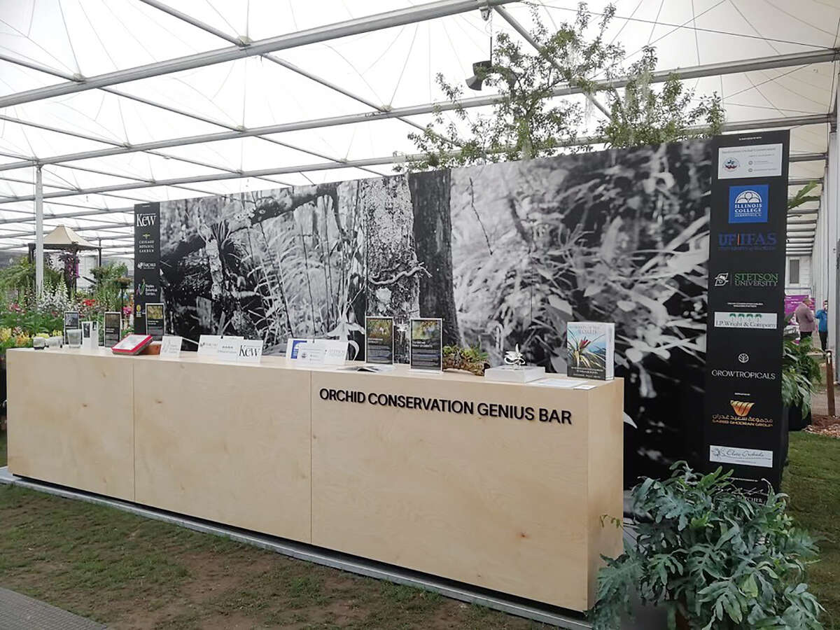 Ghost orchid conservation efforts blossom at Chelsea Flower Show in UK