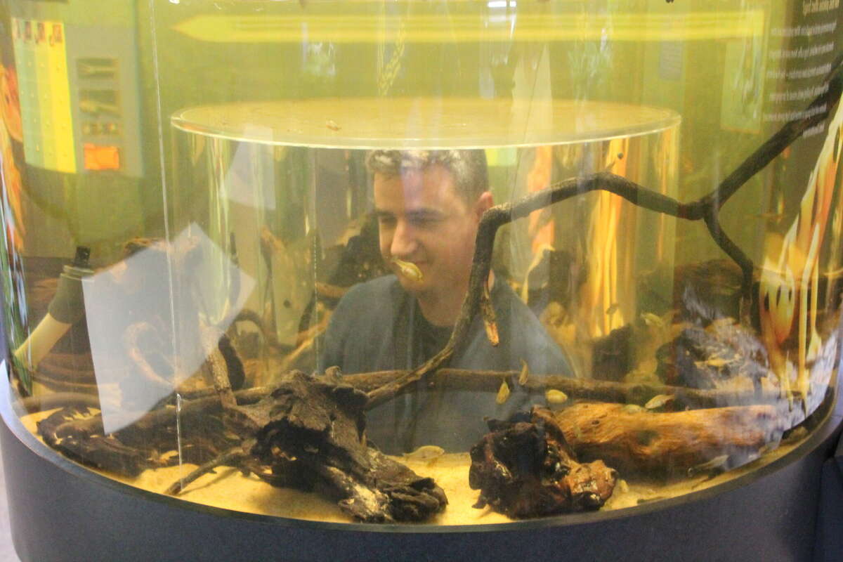 Mystic Aquarium Celebrates 50th Anniversary With New Dino Seas Exhibit 5919