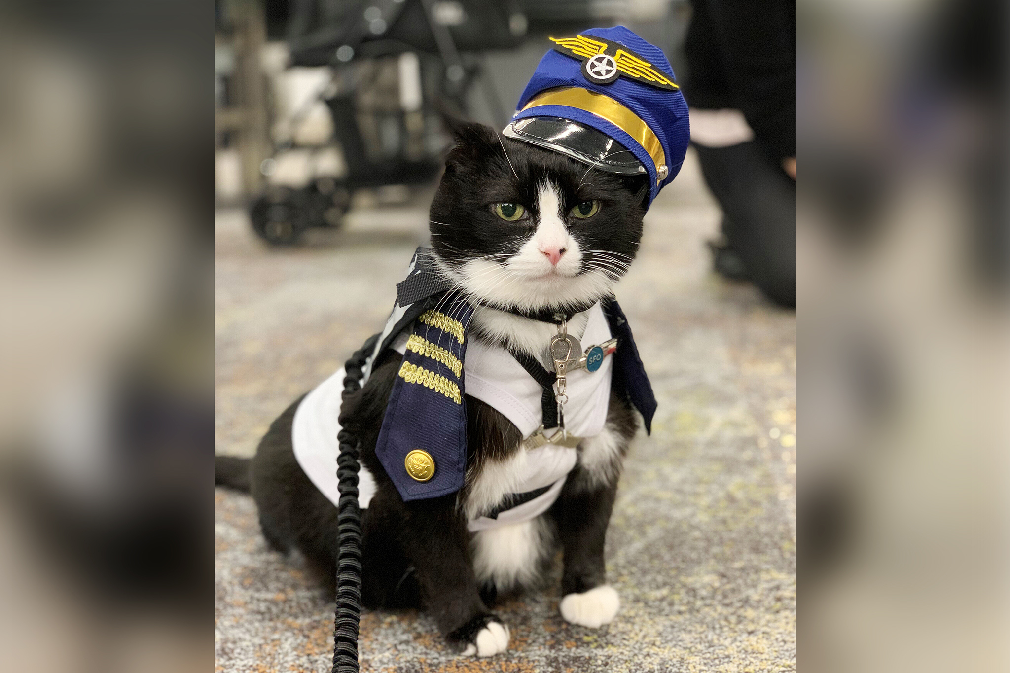 SFO adds first cat to animal therapy crew
