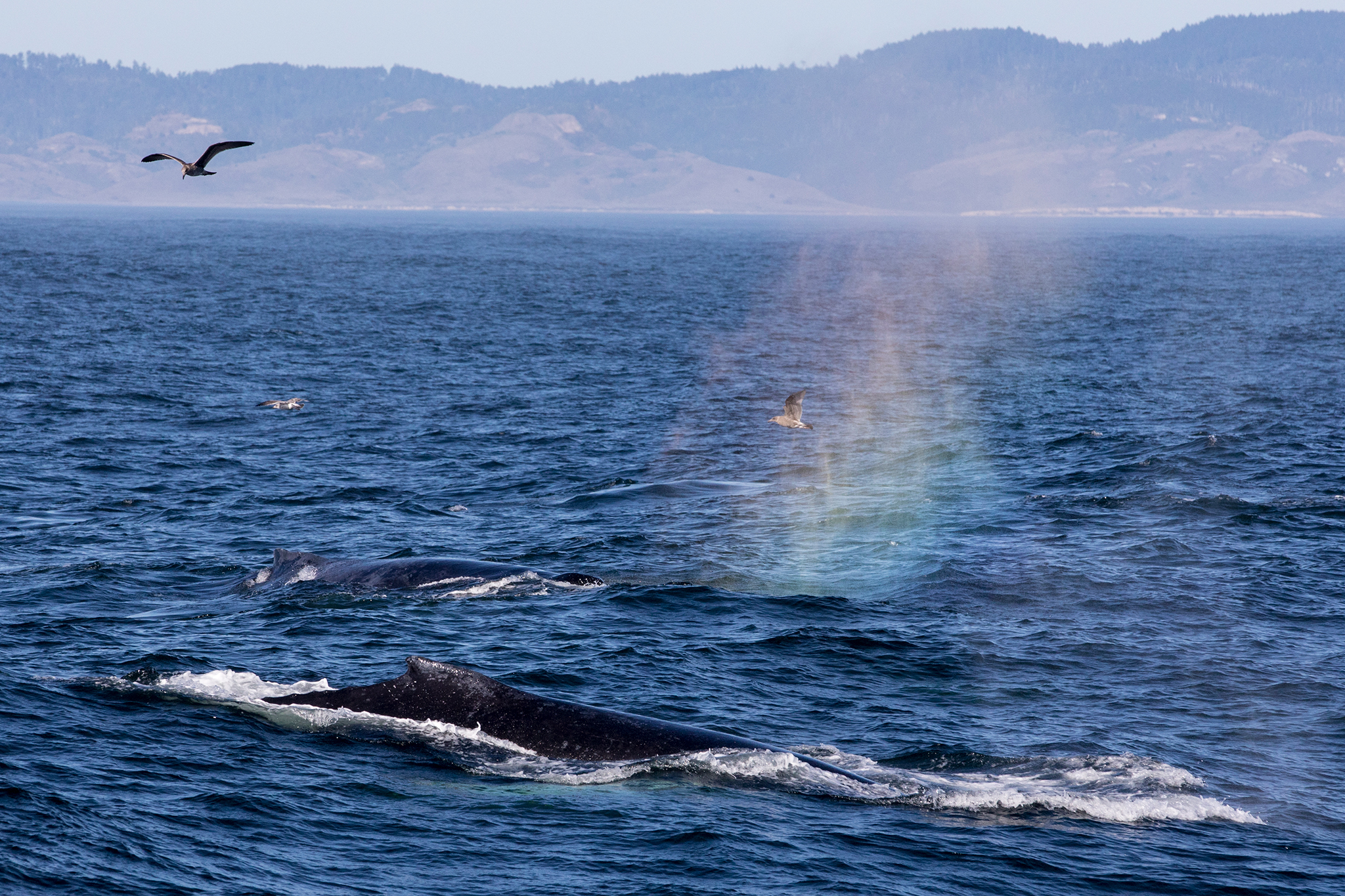 ‘Whales are out in force’ off SF Bay Area coast