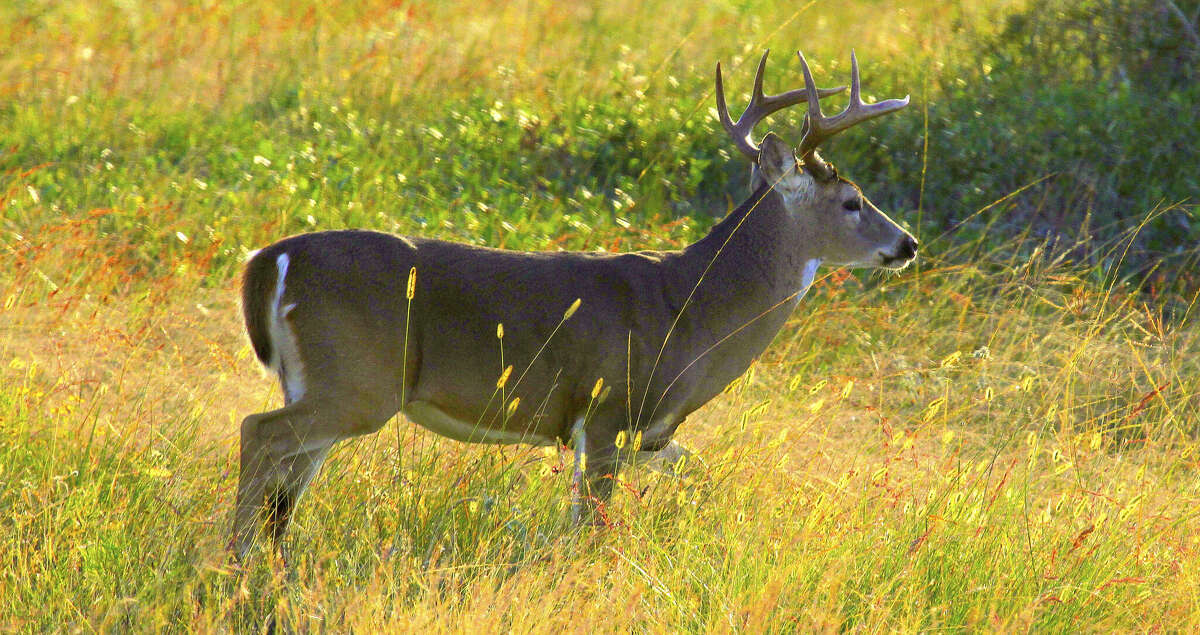 Texans spend 4.3 billion on whitetailed deer hunting each year