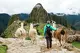 item picture A traveler looks at the citadel of Machu Picchu with three beautiful llamas.