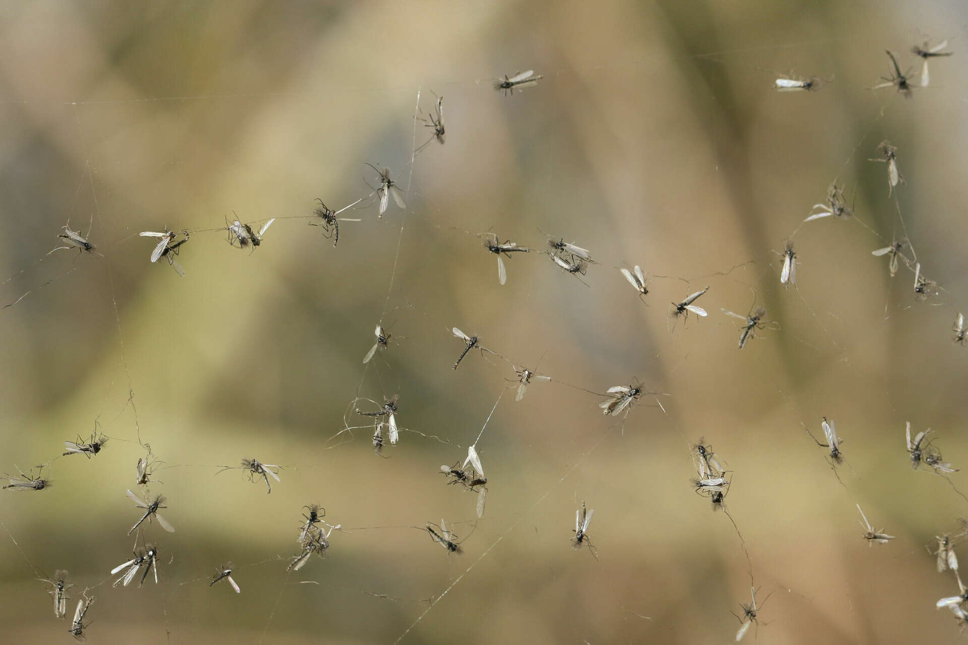 Where do gnats come from? We asked a San Antonio bug expert