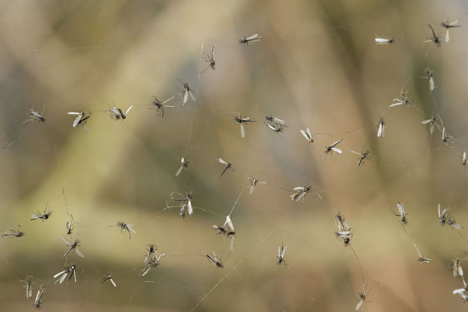 Where do gnats come from? We asked a San Antonio bug expert