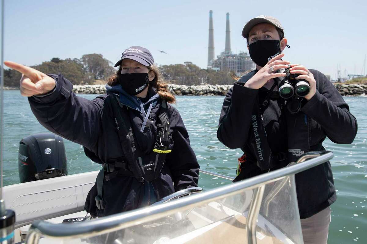Sea otters might be reintroduced to historic Bay Area habitat