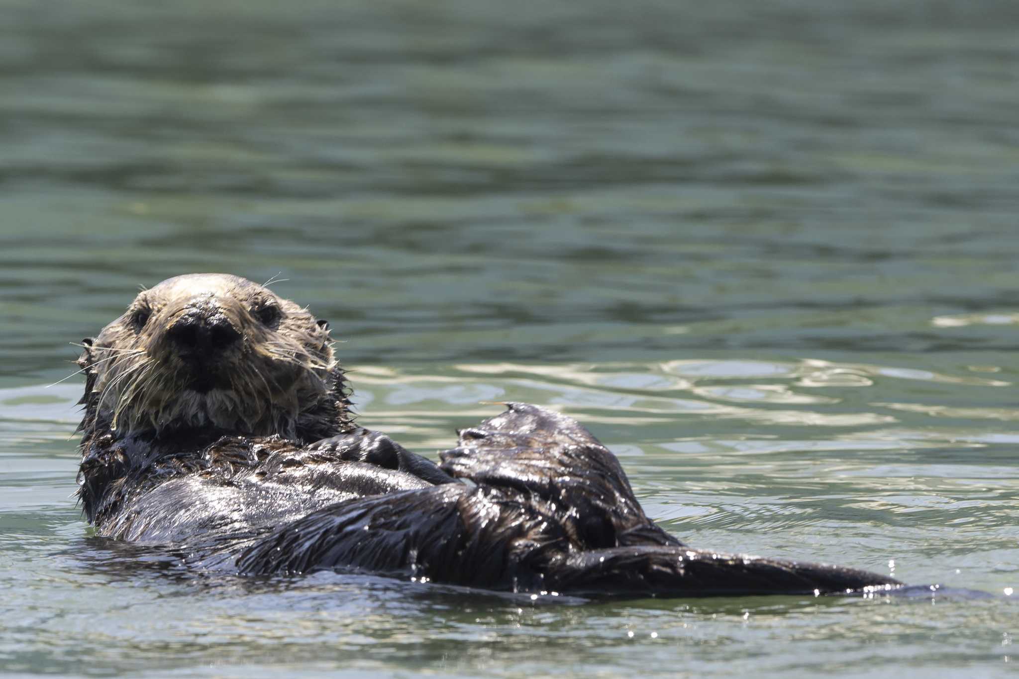 Sea otters might be reintroduced to historic Bay Area habitat