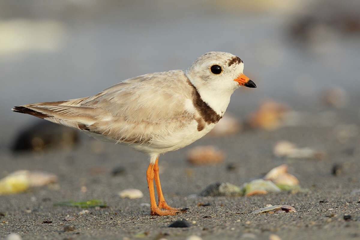 DEEP has designated Charles and Duck islands as Natural Area Preserves, primarily due to their importance as nesting habitats for several state-listed birds, including the piping plover.
