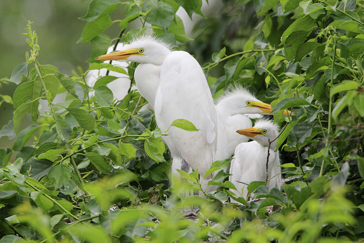 Great egrets, which nest in limited numbers on offshore islands along Connecticut's coast, are on the state's listing of threatened species. 
