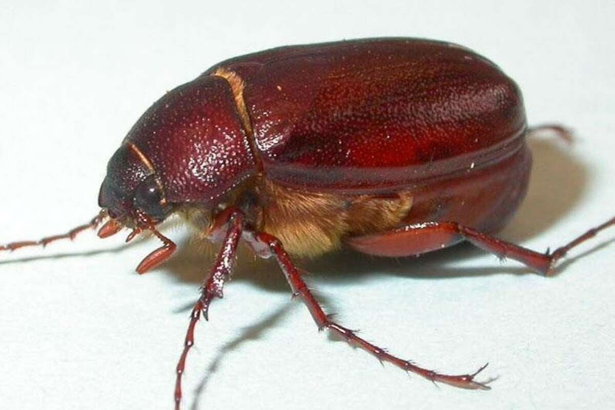 Brown June Bug