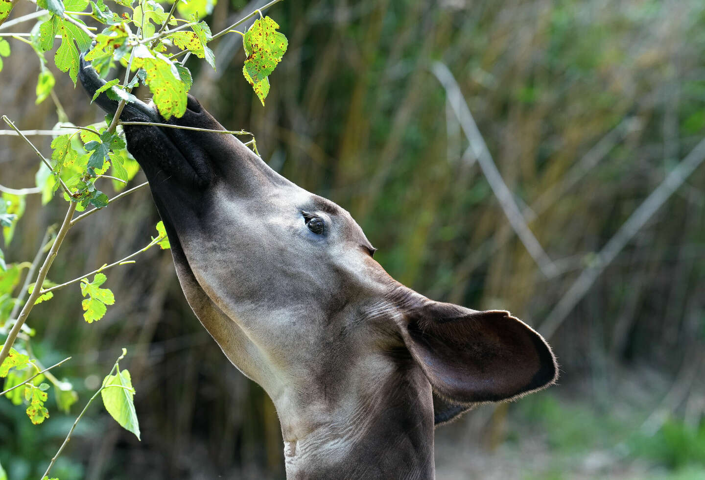 Houston Zoo's Rare Baby Okapi Named In Honor Of Mayor Sylvester Turner