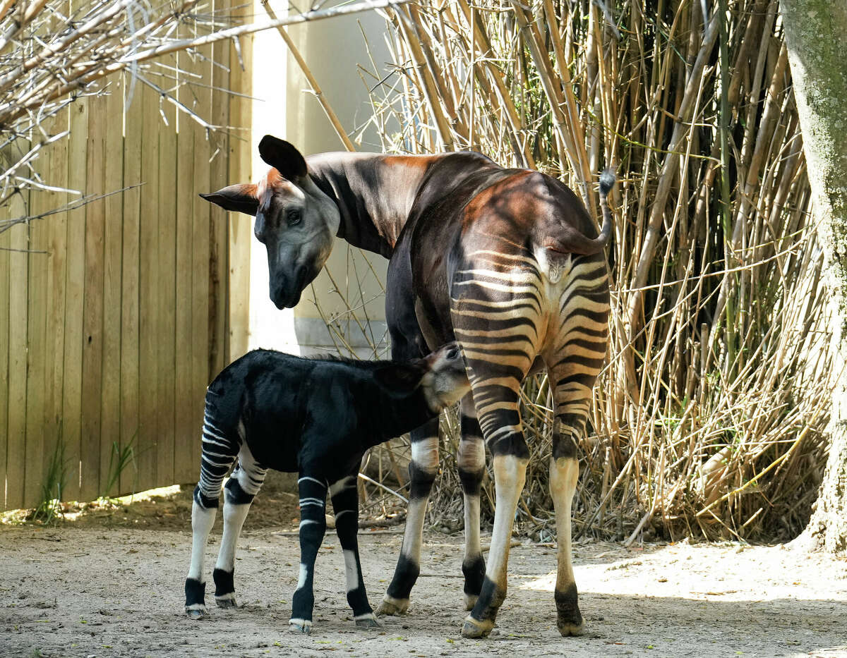 Houston Zoo's Rare Baby Okapi Named In Honor Of Mayor Sylvester Turner