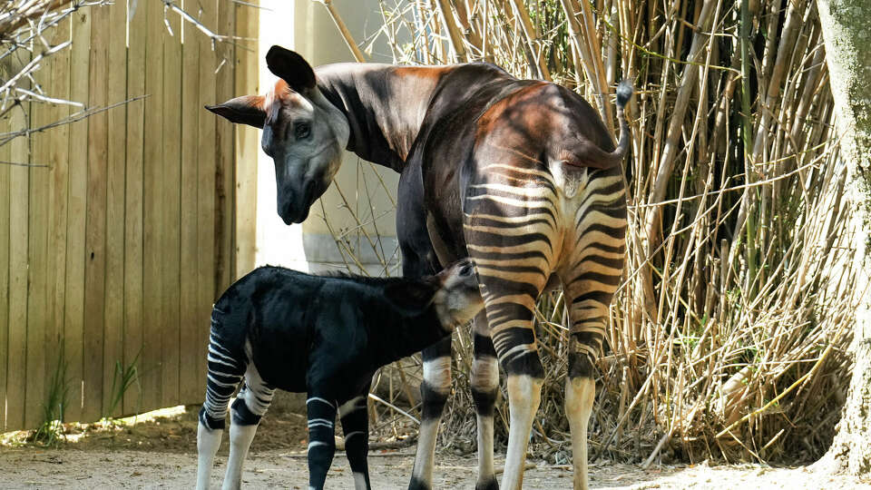 Baby Okapi Sylvester, named after Houston mayor Sylvester Turner, nurses off his mother, Sukari, as he is making his public debut Tuesday, May 30, 2023, at Houston Zoo in Houston. Baby Sylvester was born to mom Sukari on April 20 at around 40 pounds. He weights around 90 pounds now, and will be meeting the public every morning from today.