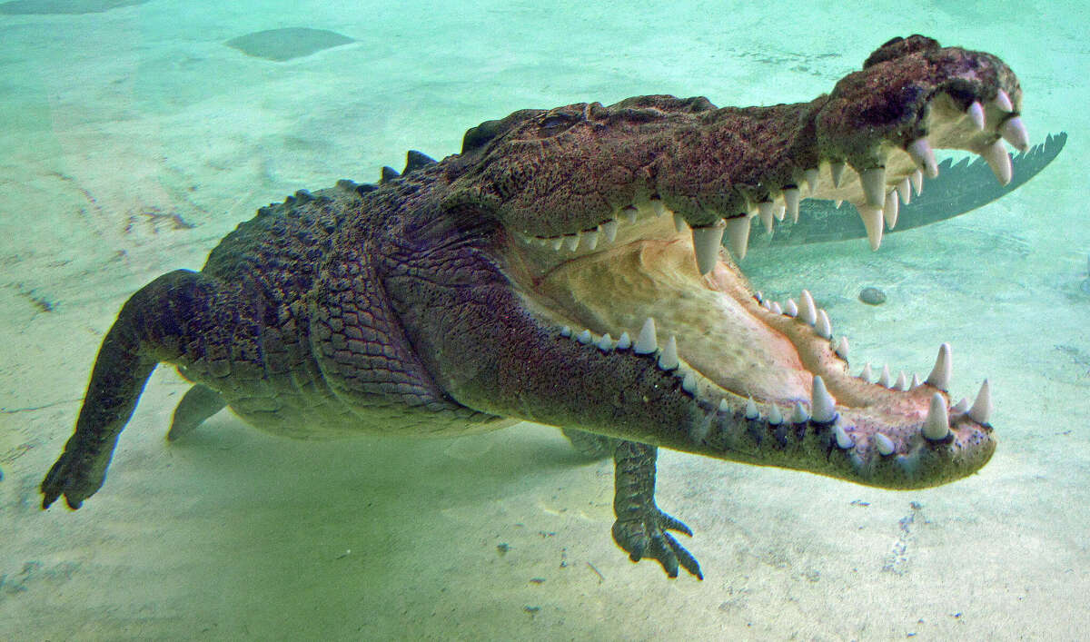 Snorkeler in Australia pries crocodile off his head and survives