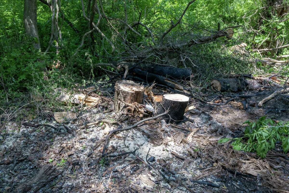 Fuzzy poplar seeds pose fire risks in the Capital Region