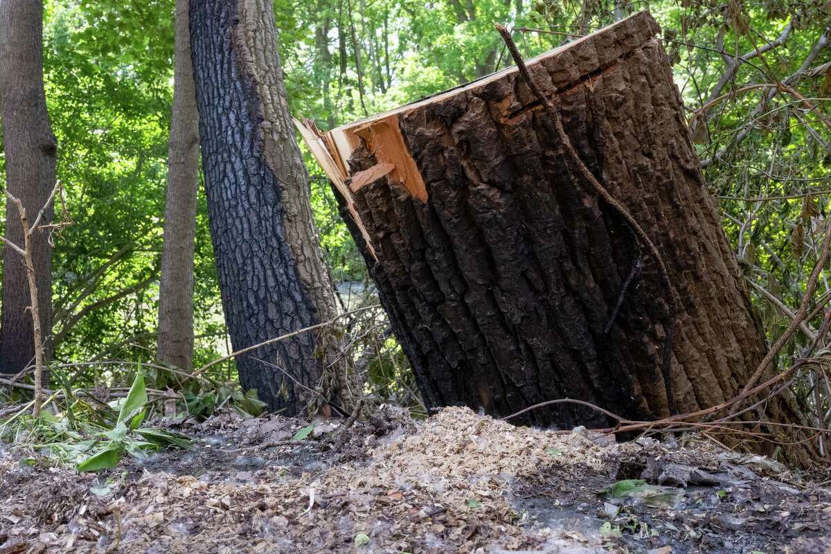 Fuzzy poplar seeds pose fire risks in the Capital Region