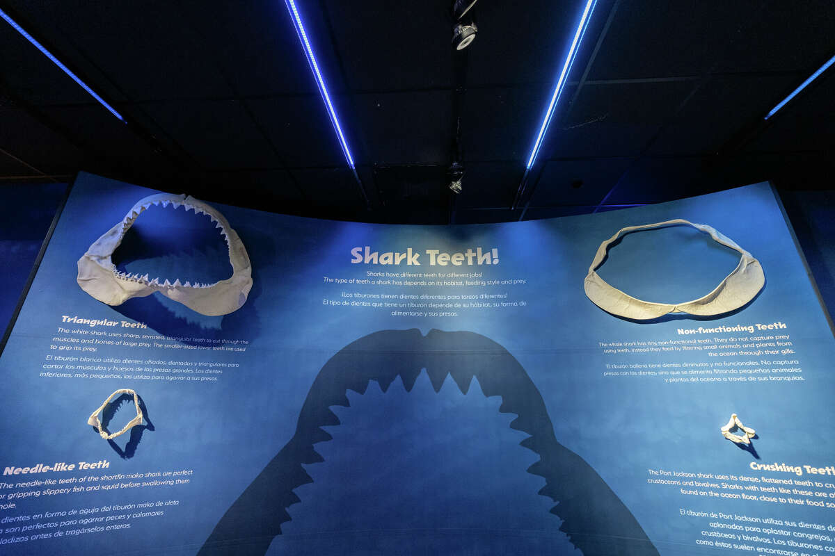 Houston museum's interactive aquarium, shark exhibit now open