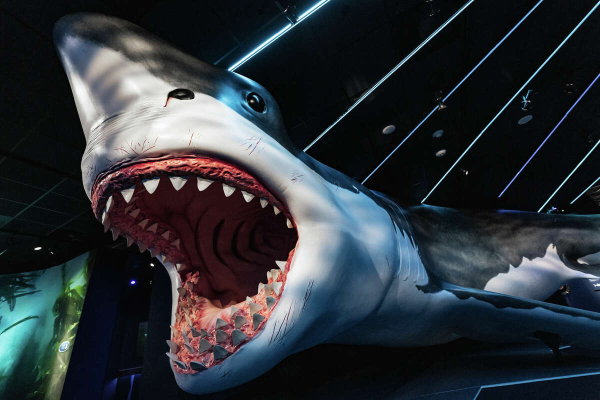Houston museum's interactive aquarium, shark exhibit now open