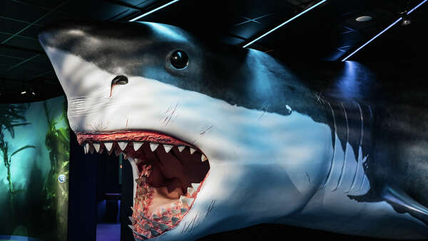 How great white sharks outsmarted the massive megalodon to first