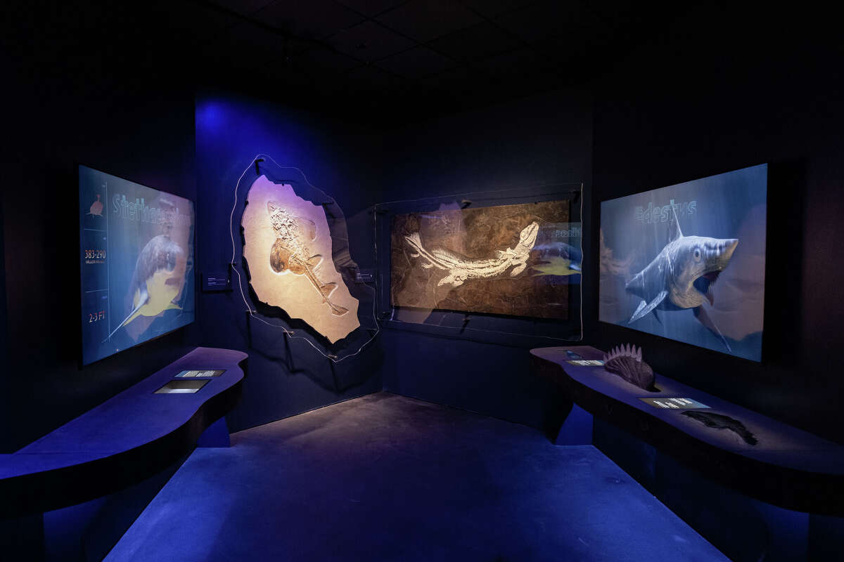 Houston museum's interactive aquarium, shark exhibit now open