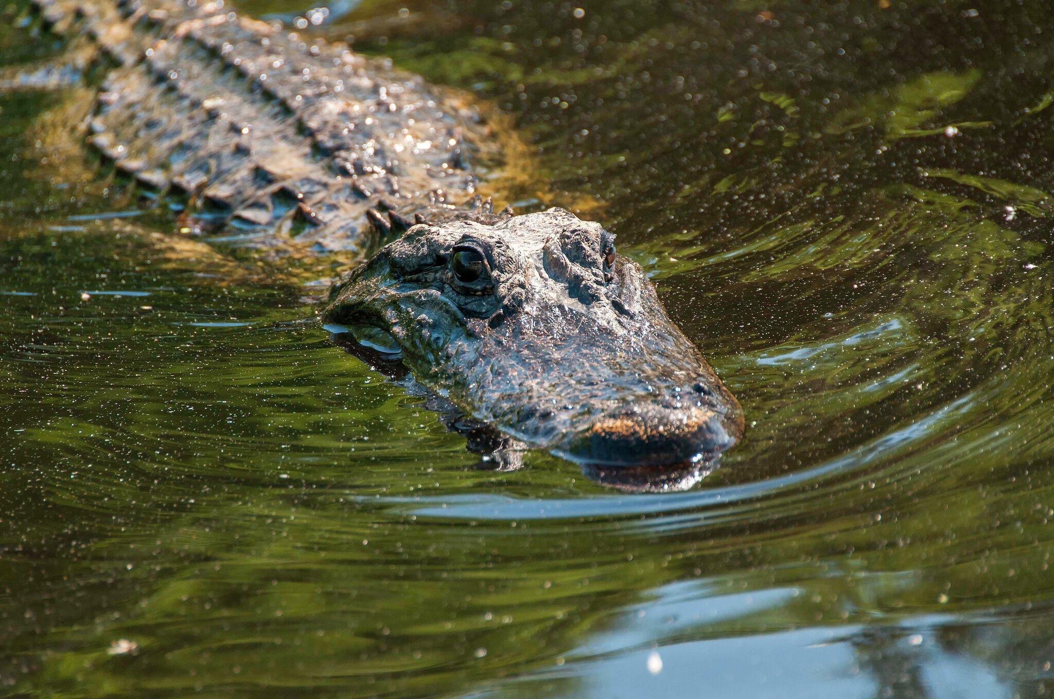 WATCH: 2 alligators trap swimmers at Texas state park