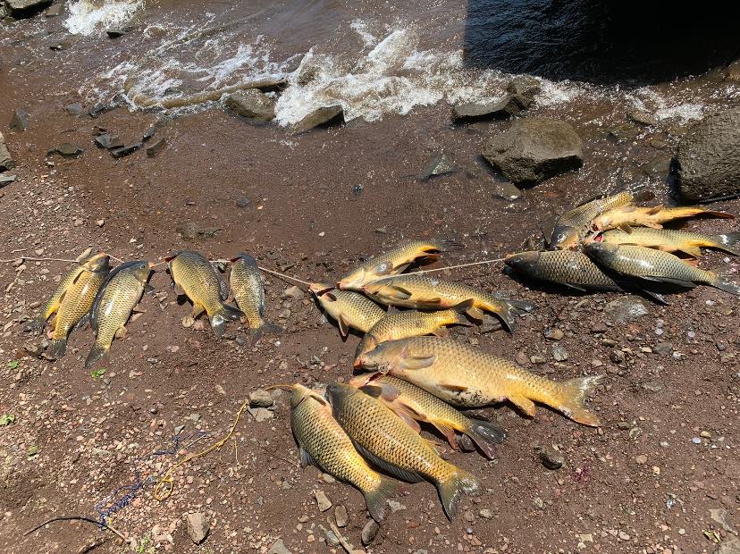 Anglers Fined Thousands for Keeping Too Many Carp