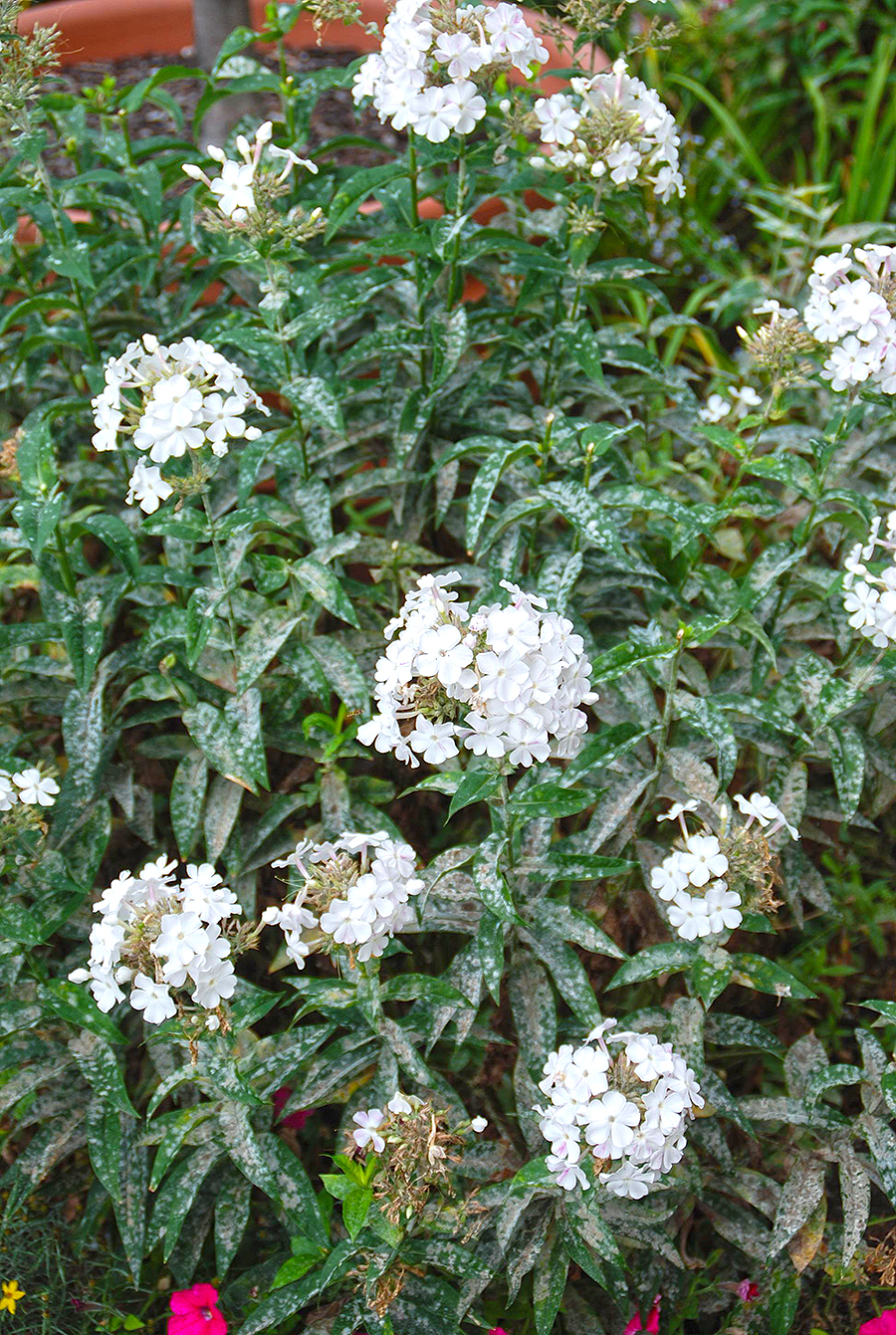 Managing insects and diseases in the garden - Vimarsana News