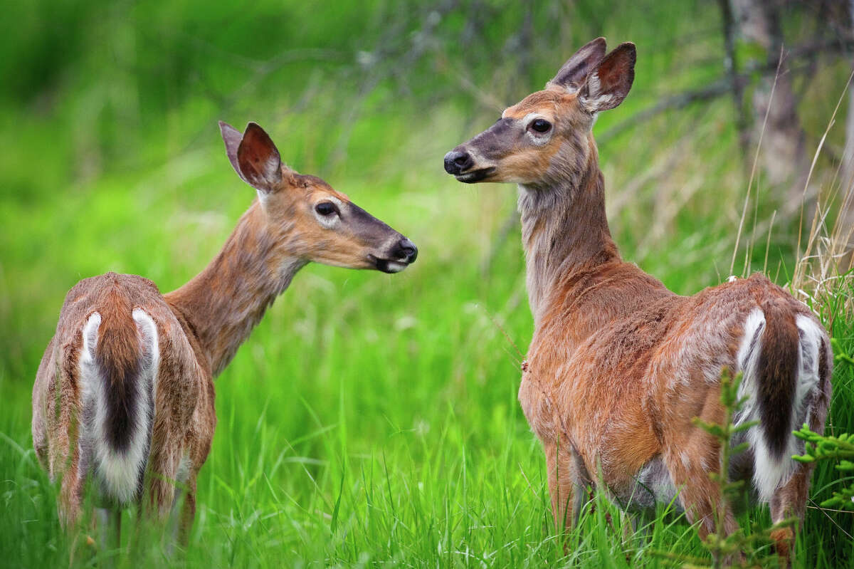 'Zombie deer disease' case found in San Antonio area
