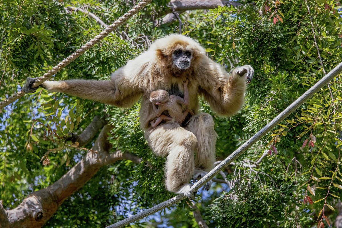 Oakland Zoo - The Oakland Athletics are here for their