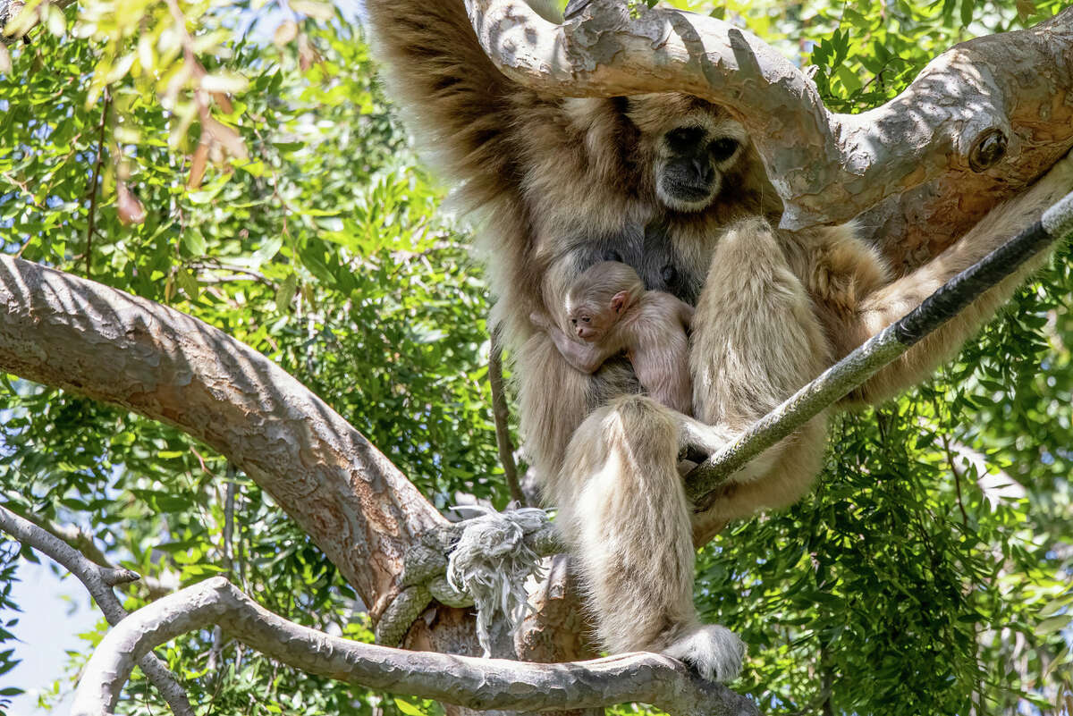 Oakland Zoo - The Oakland Athletics are here for their