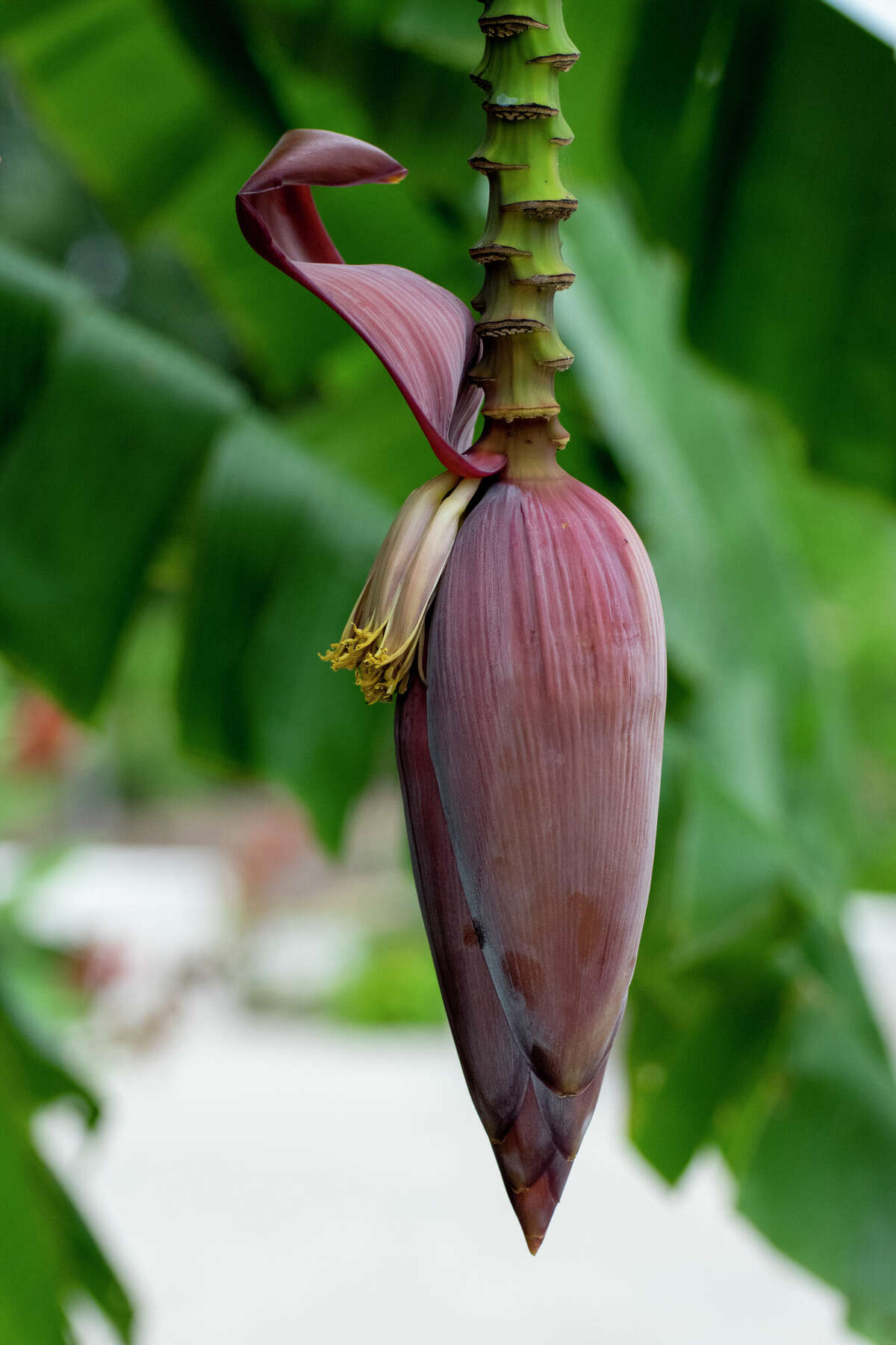 A banana plant