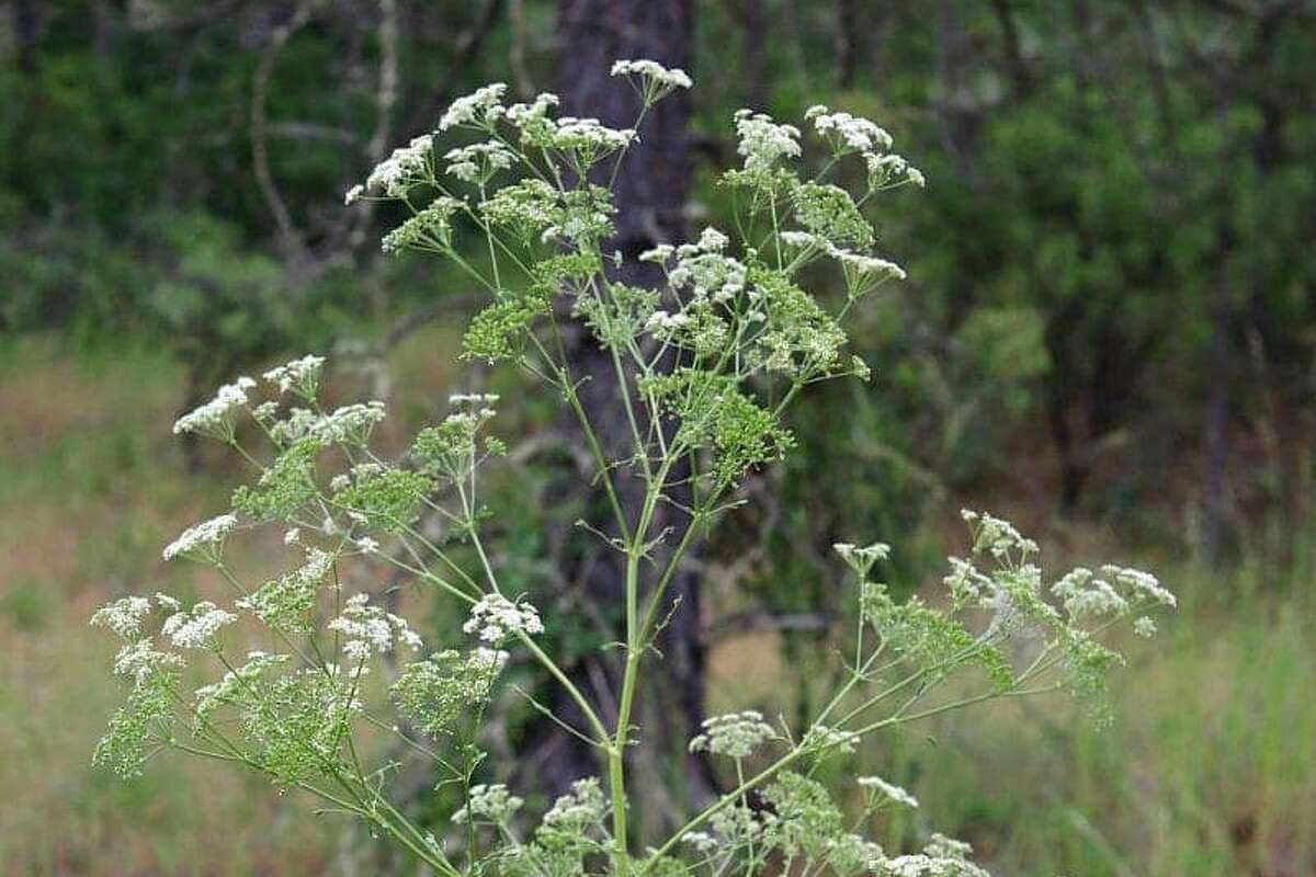 Poisonous plant masquerading as wildflower found growing in Texas