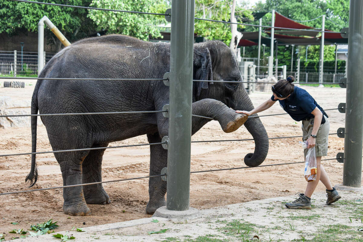 Tilly, who will turn five in June, is still learning to do stretches at the Houston Zoo. 