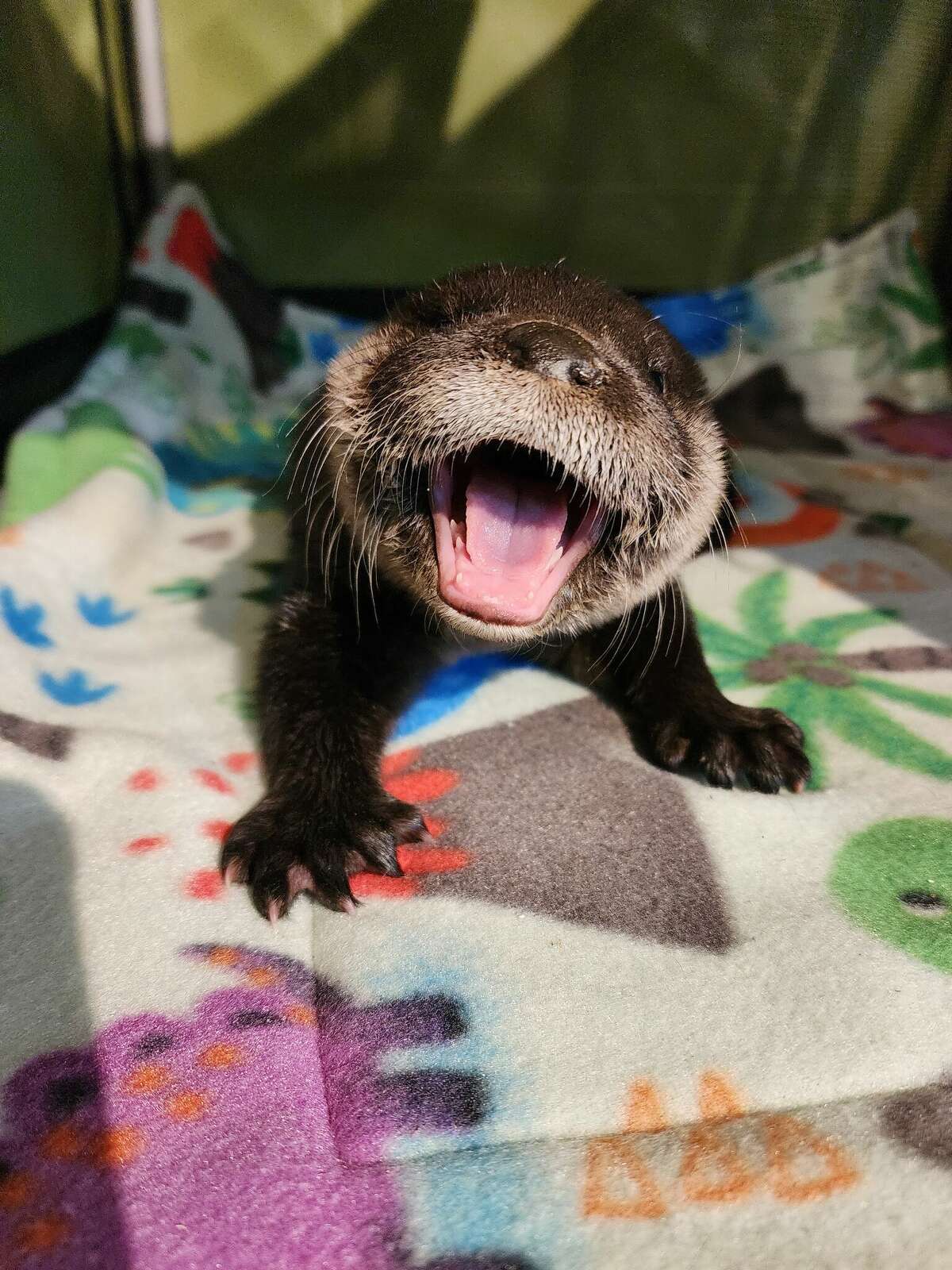 Unbelievable! See The Huge River Otter! - 6gcbu8n