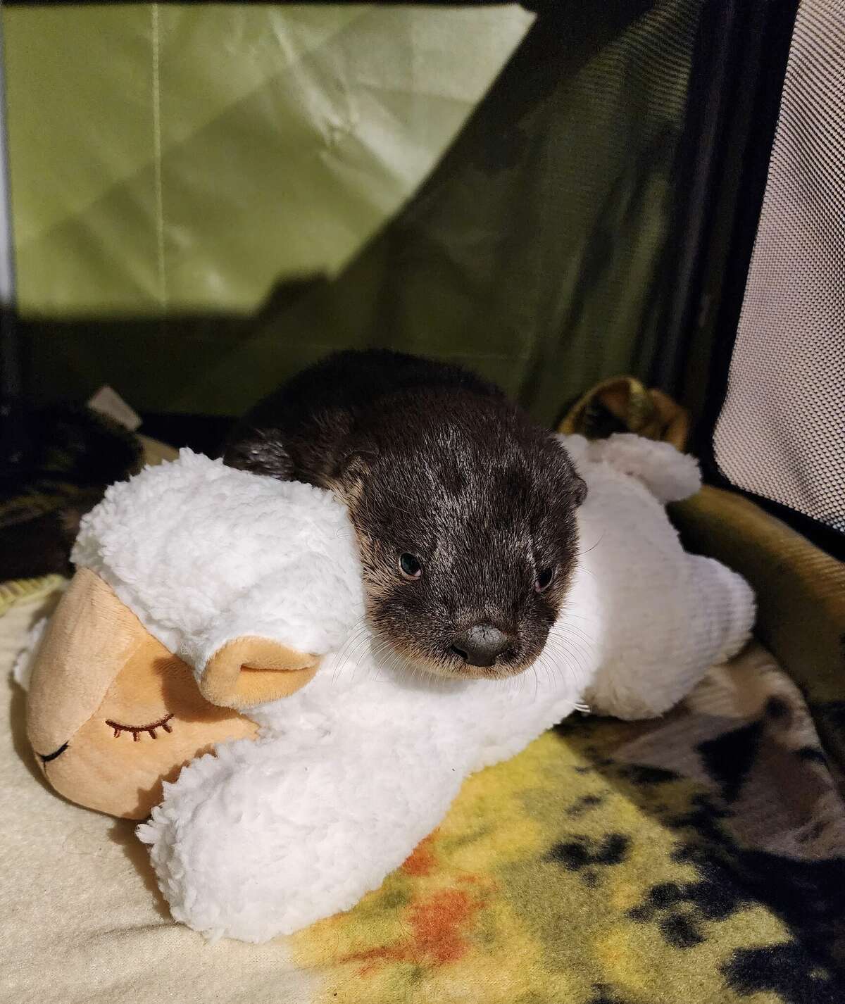 Orphaned river otter pup doing well at Connecticut rehab center