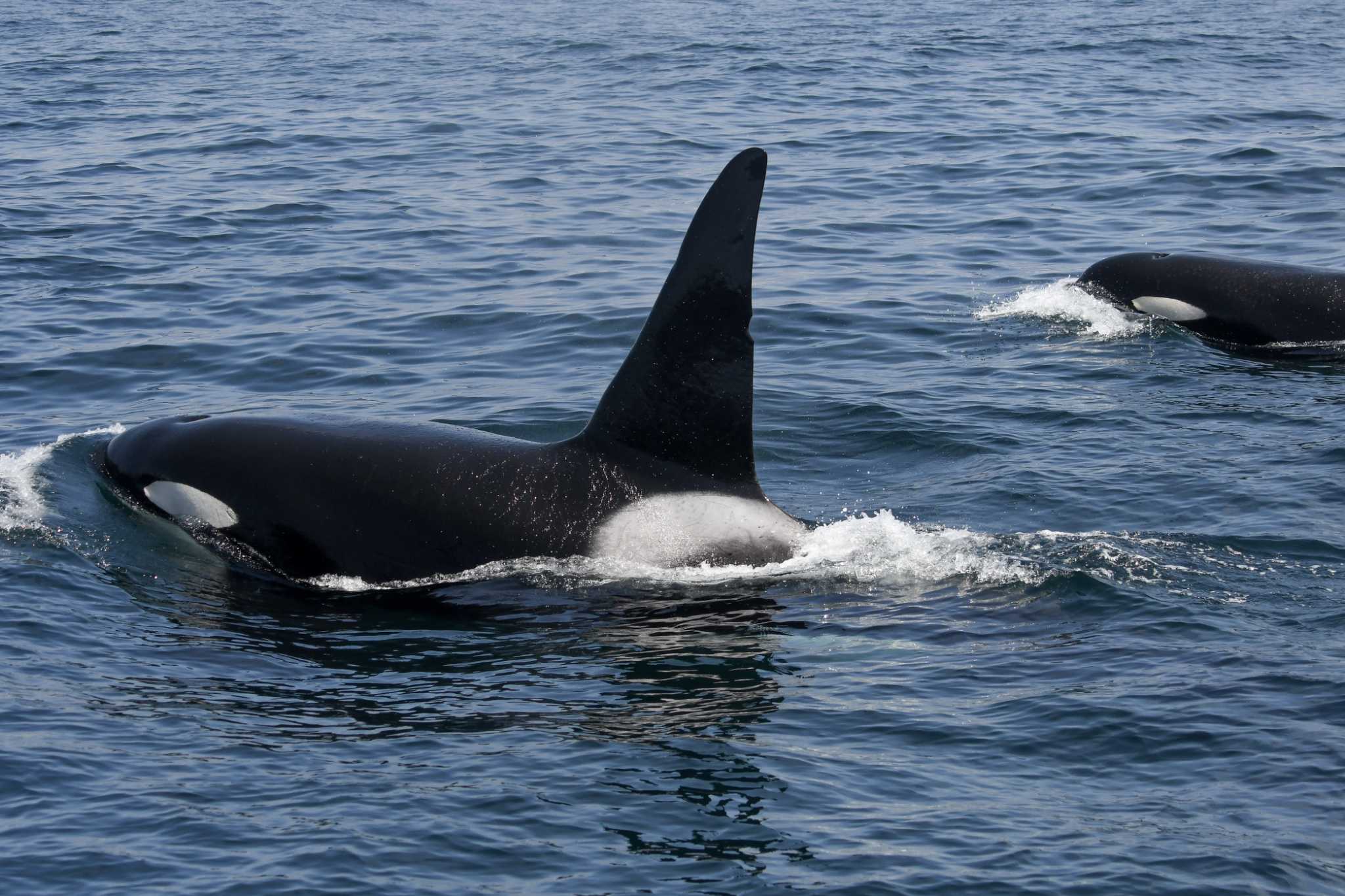 Orcas (Killer whales)