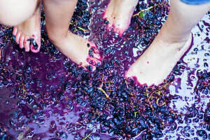 Grape stomping season in the Lone Star State