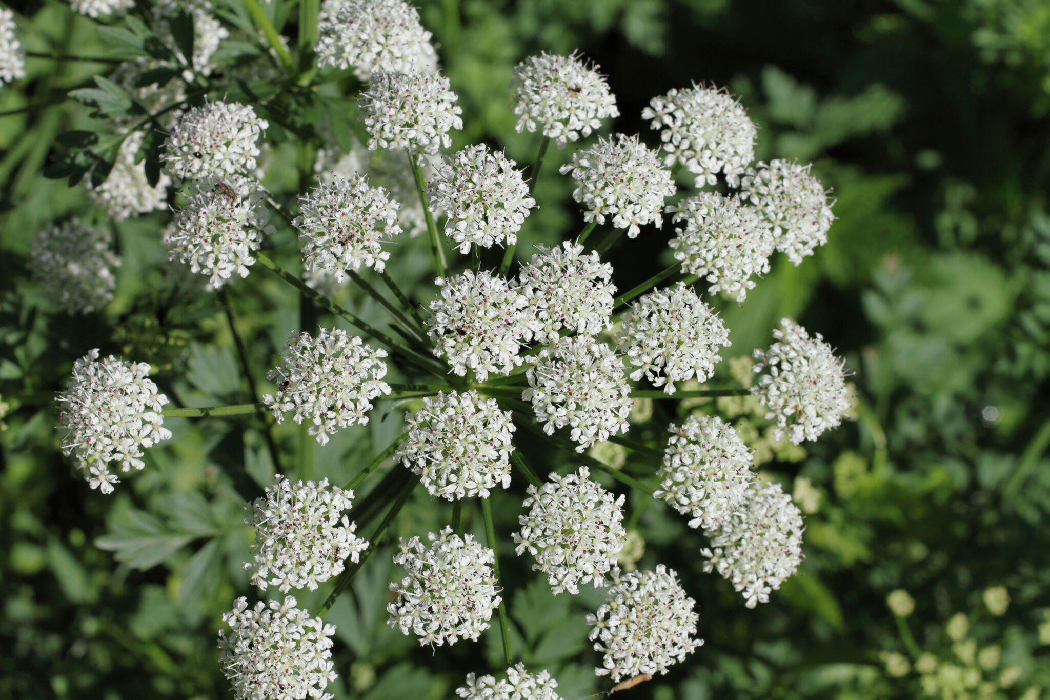 Does Poison Hemlock Grow In East Texas