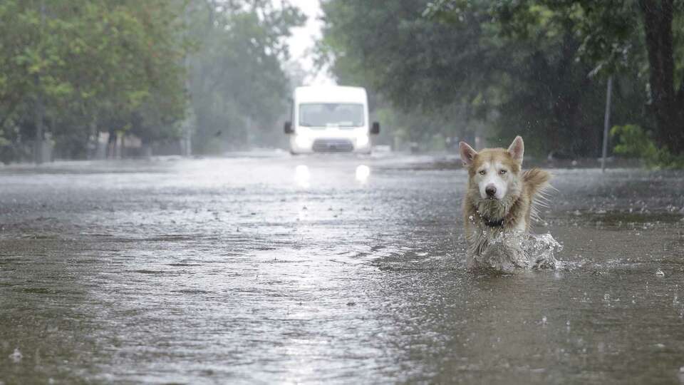 A dog walks in the flooded streets while its owners wait out Tropical Storm Harvey in Houston on Monday, Aug. 28, 2017.