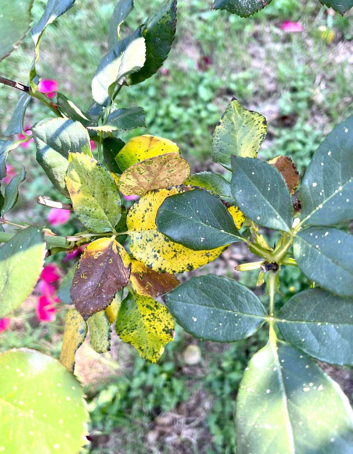 What Causes Rose Leaves To Turn Yellow With Brown Spots At Annabelle 