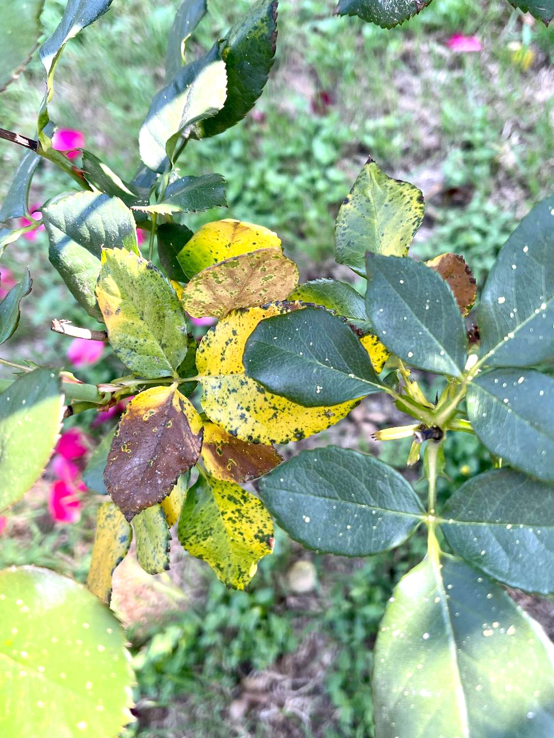 This is why rose leaves turn yellow and brown