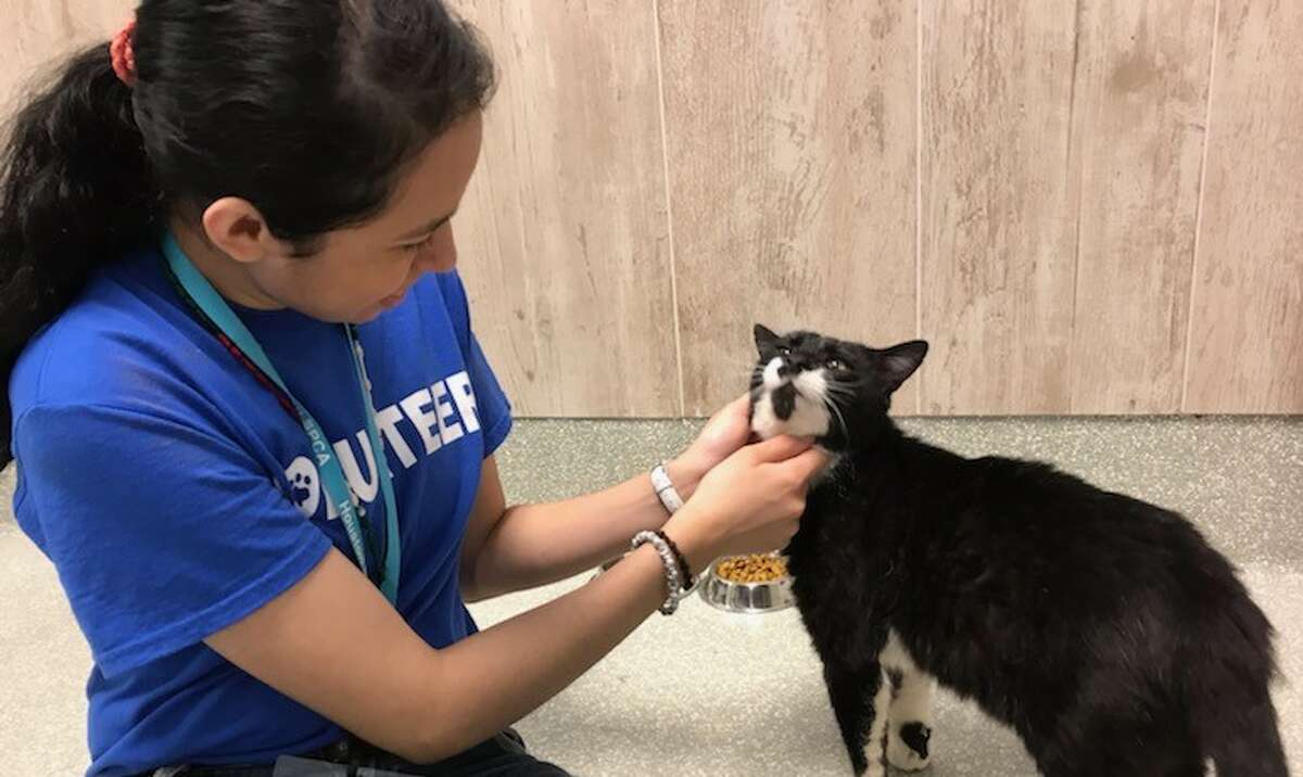 3 ways Houston families can volunteer this summer