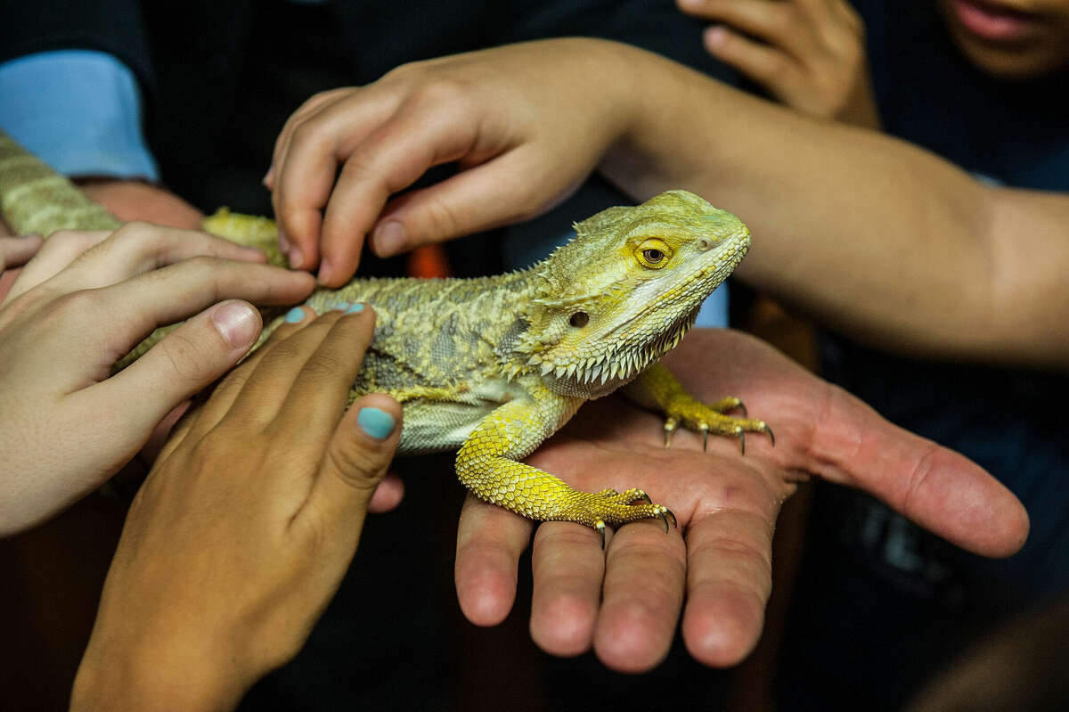 All pets need stimulation for their wellbeing, even bearded dragons