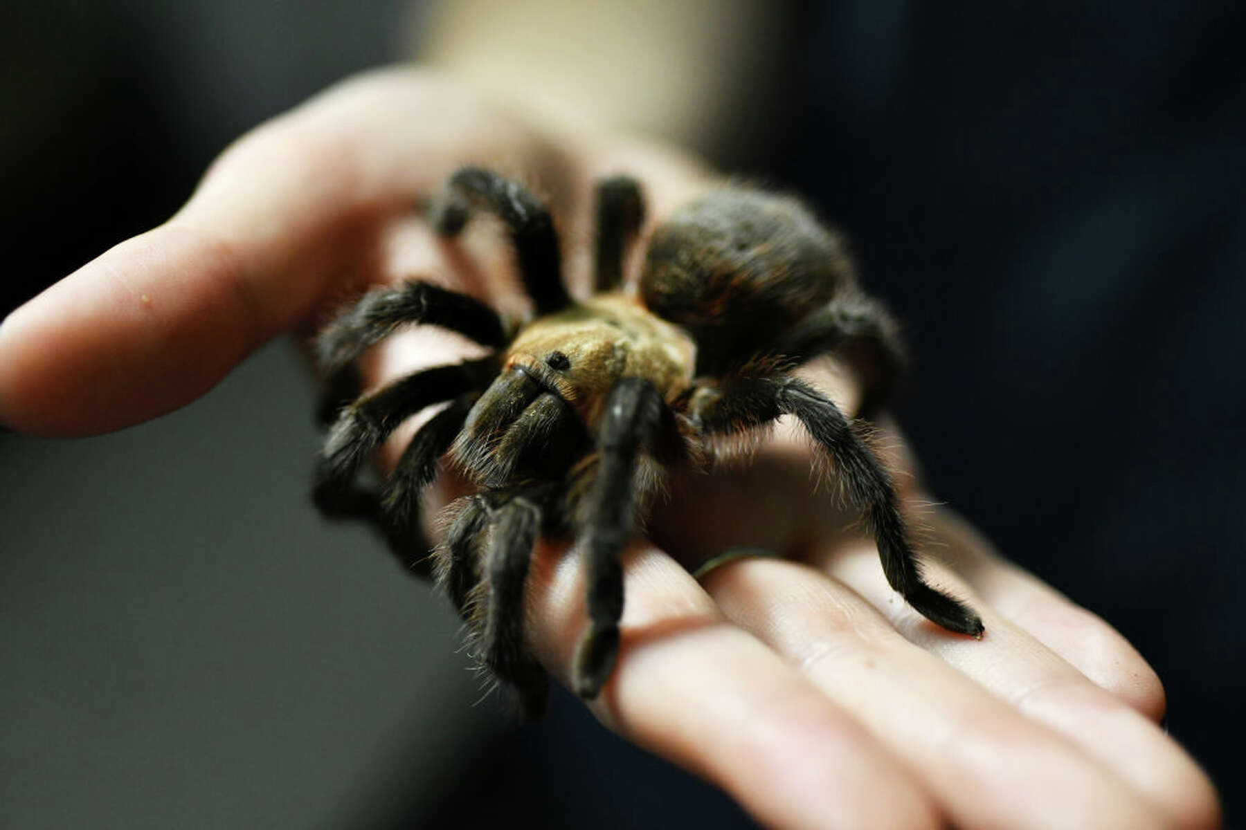 Tarantula
