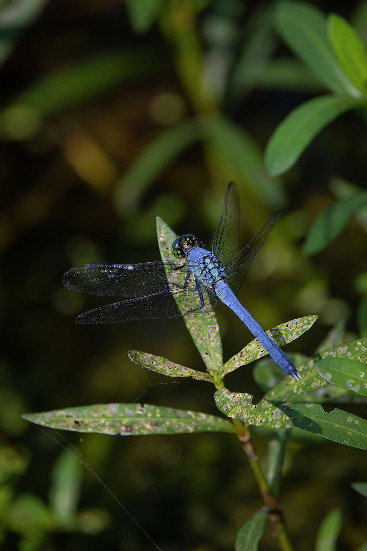 Dragonflies are nature's drones, attacking dangerous mosquitoes